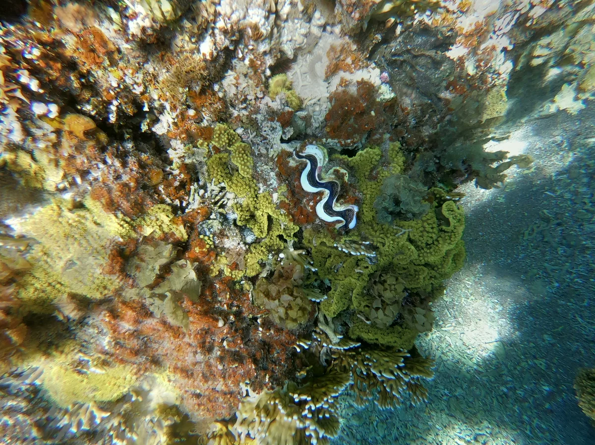 Close-up of vivid coral in the Red Sea off Aqaba, Jordan