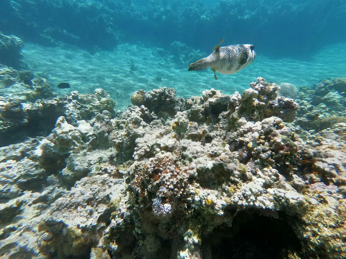 A sea turtle swimming in the clear waters off Aqaba, Jordan