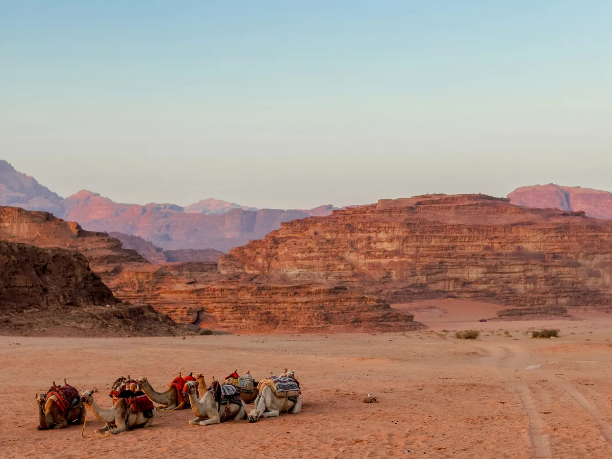 Camels resting in the desert sands of Wadi Rum Village, Jordan