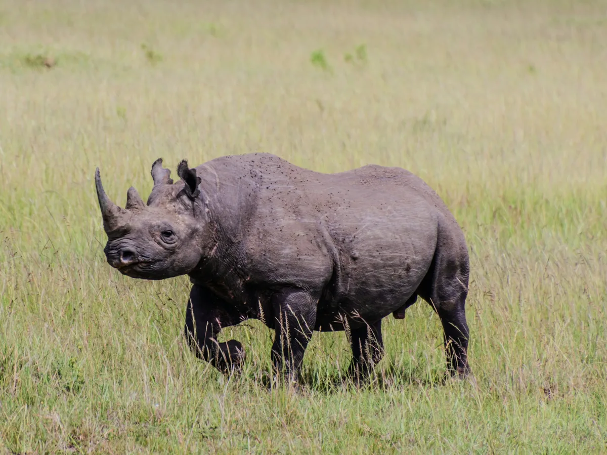 A black rhino standing in tall grass in Maasai Mara National Reserve, Kenya