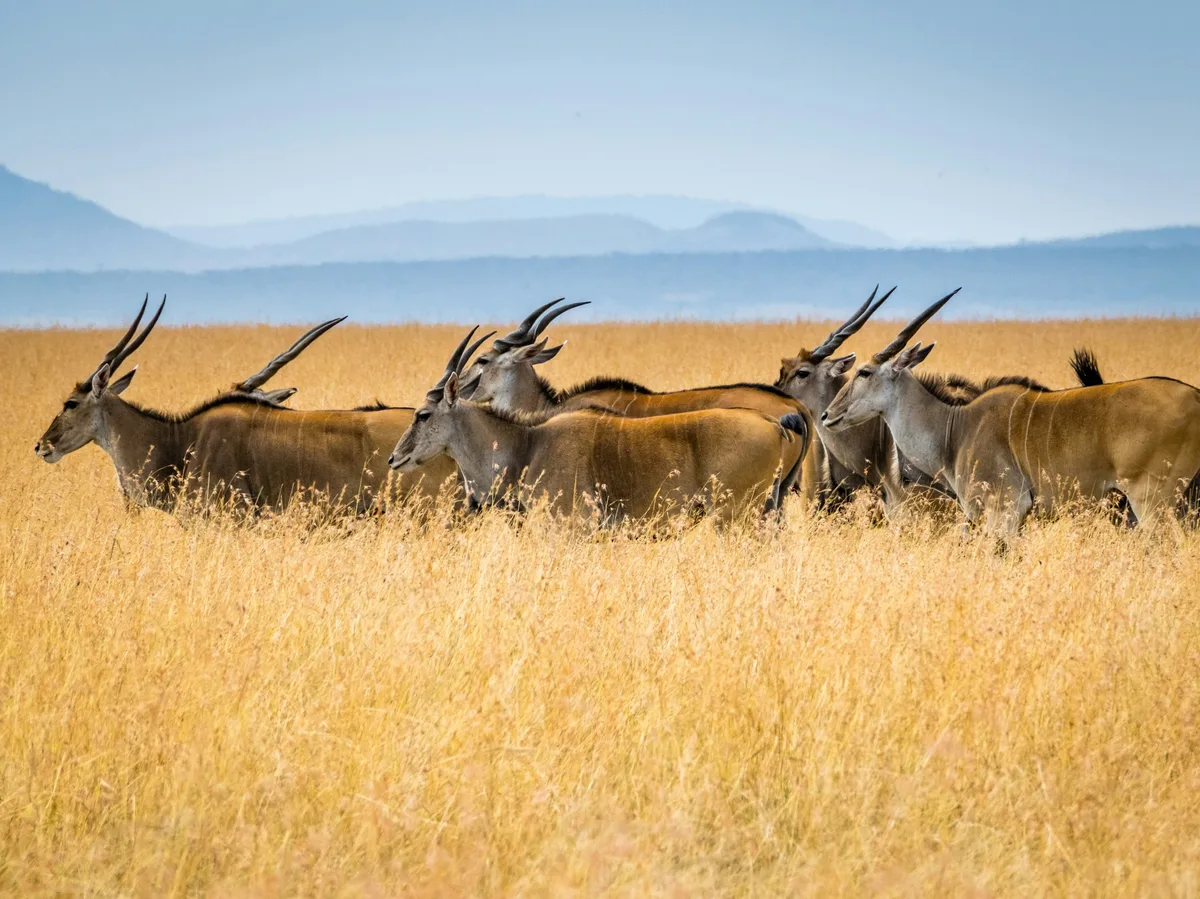 A herd of eland grazing on the grasslands of Maasai Mara National Reserve, Kenya