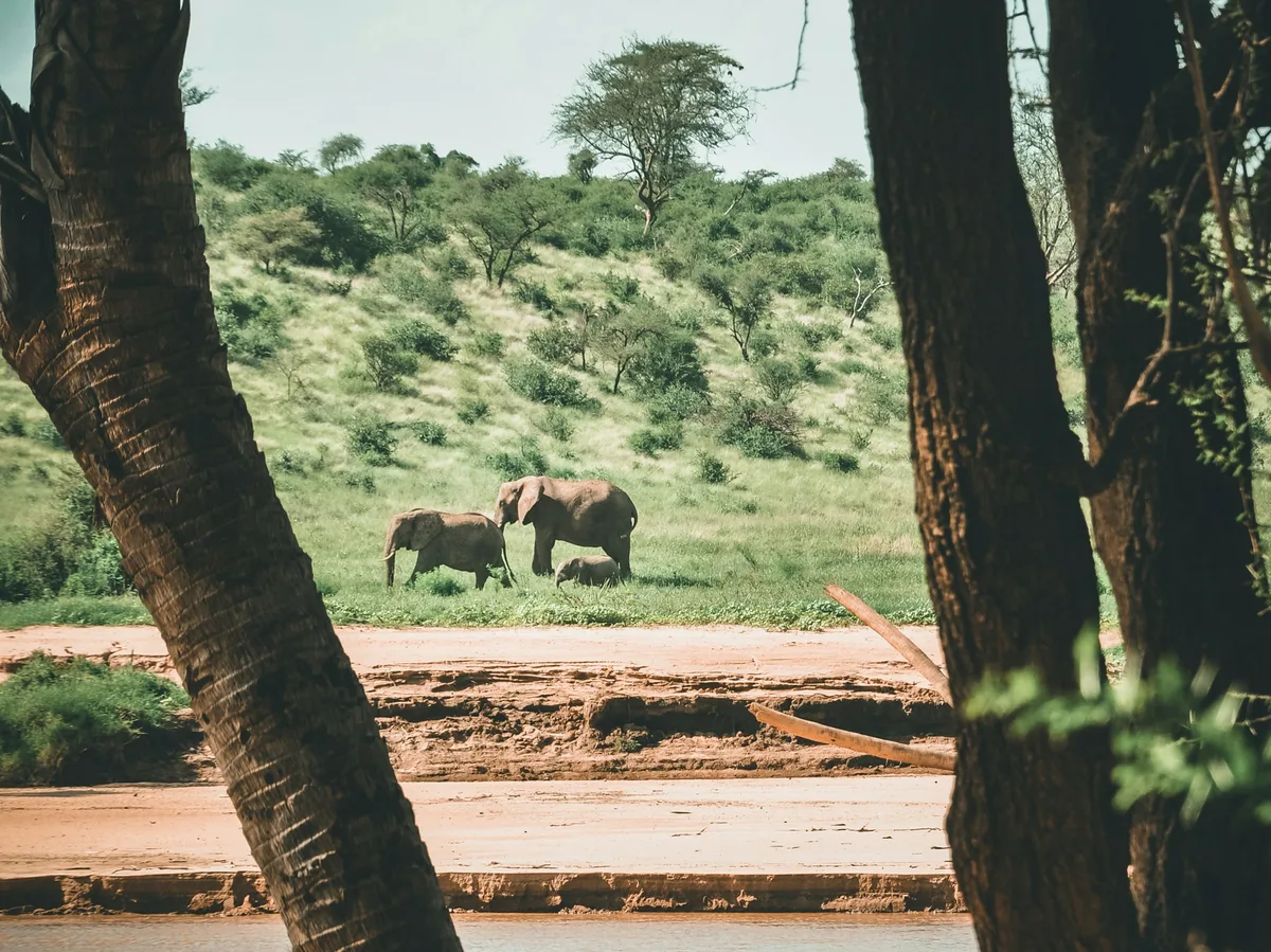 Elephants beneath trees in Samburu, northern Kenya