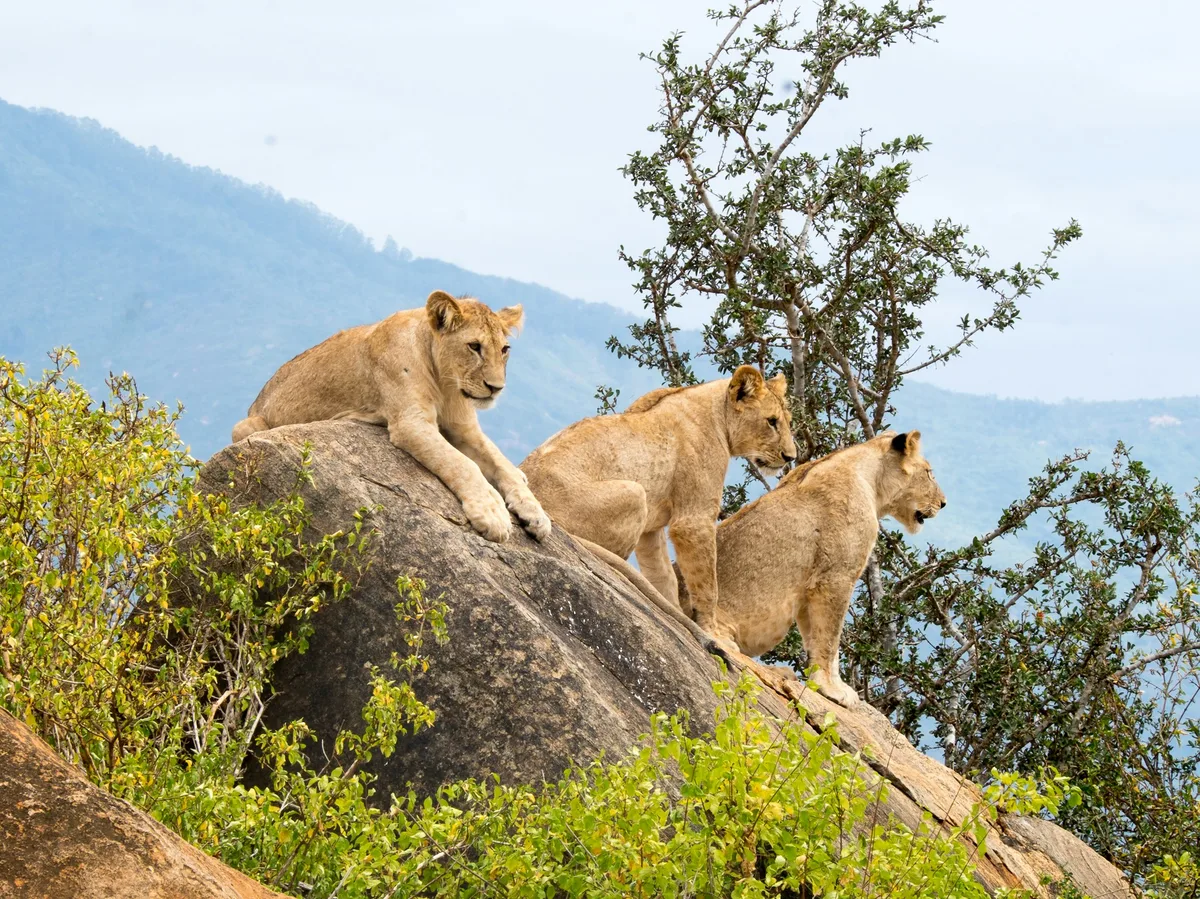 Three lions resting on rock formations in Tsavo East National Park, Kenya
