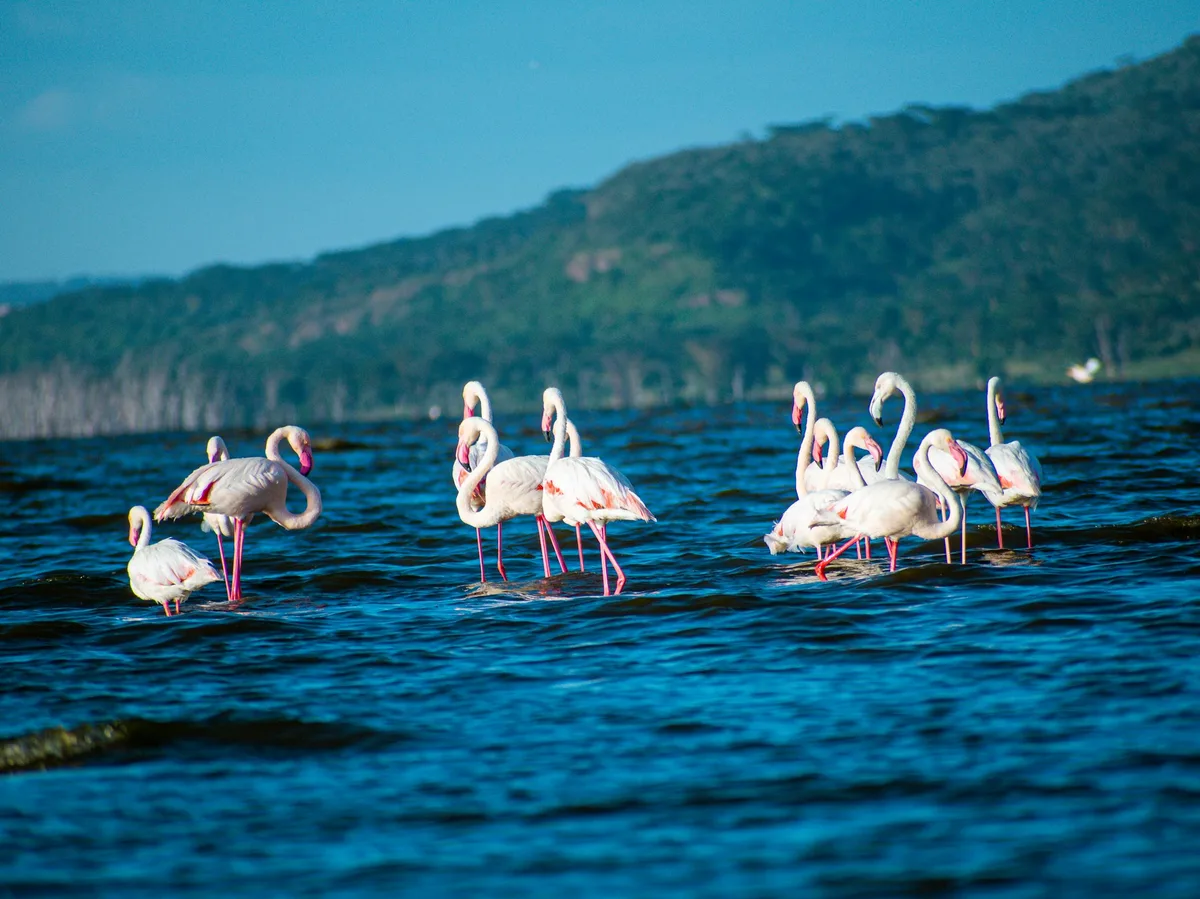 Flamingos wading in the shallows of Lake Nakuru National Park, Kenya