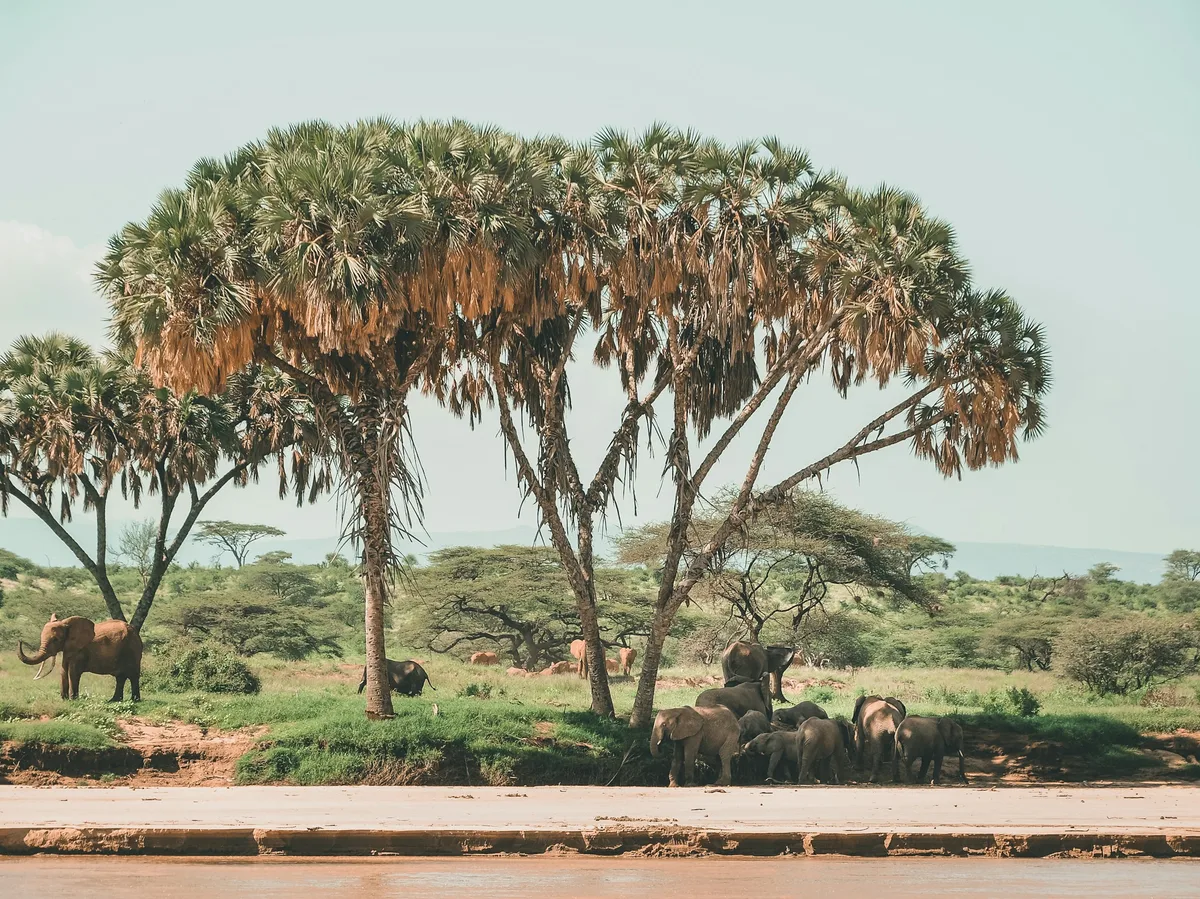 Elephants beneath trees in Samburu National Reserve, Kenya