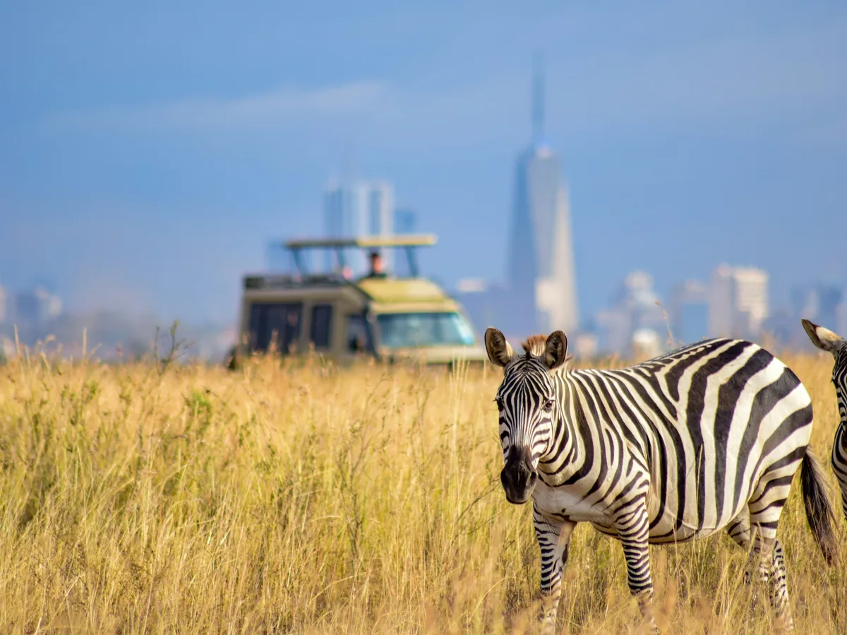 A pair of zebra grazing in Nairobi National Park, Kenya