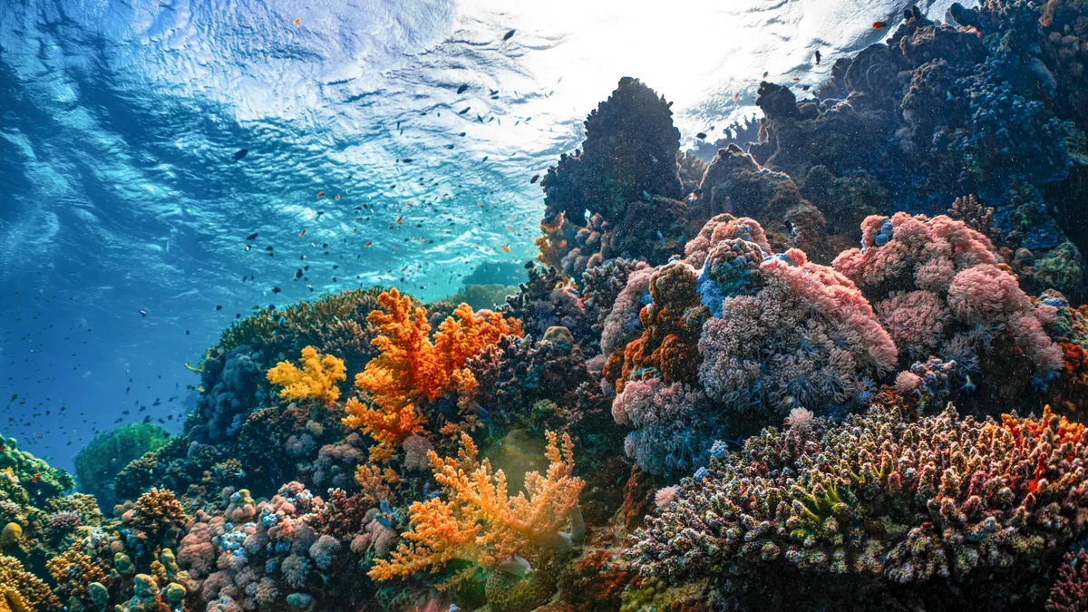Colorful coral reef seen underwater