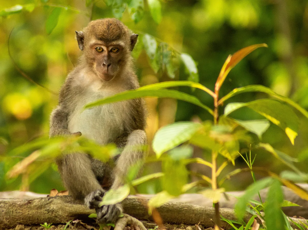 A boat cruising the Kinabatangan River in Sabah, Borneo, in search of wildlife