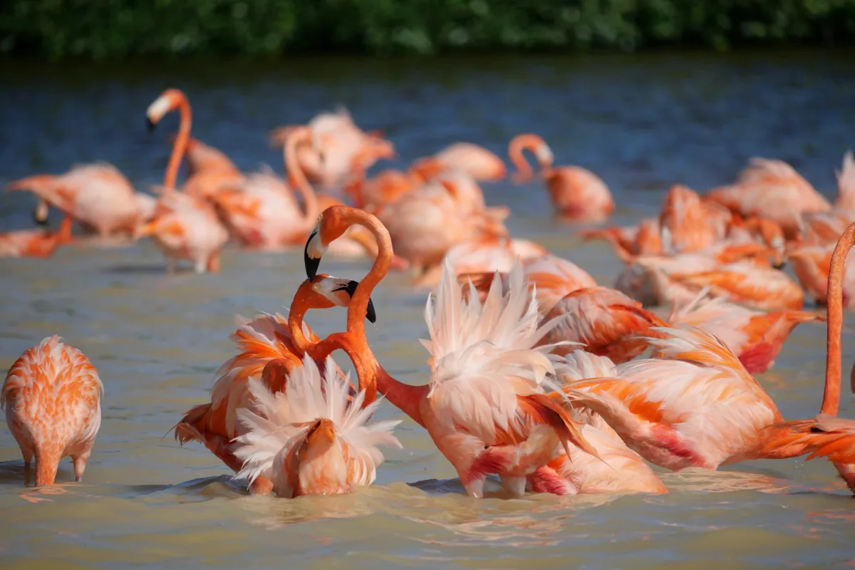 Pink flamingos wading in the water near a boat at Celestun, Mexico
