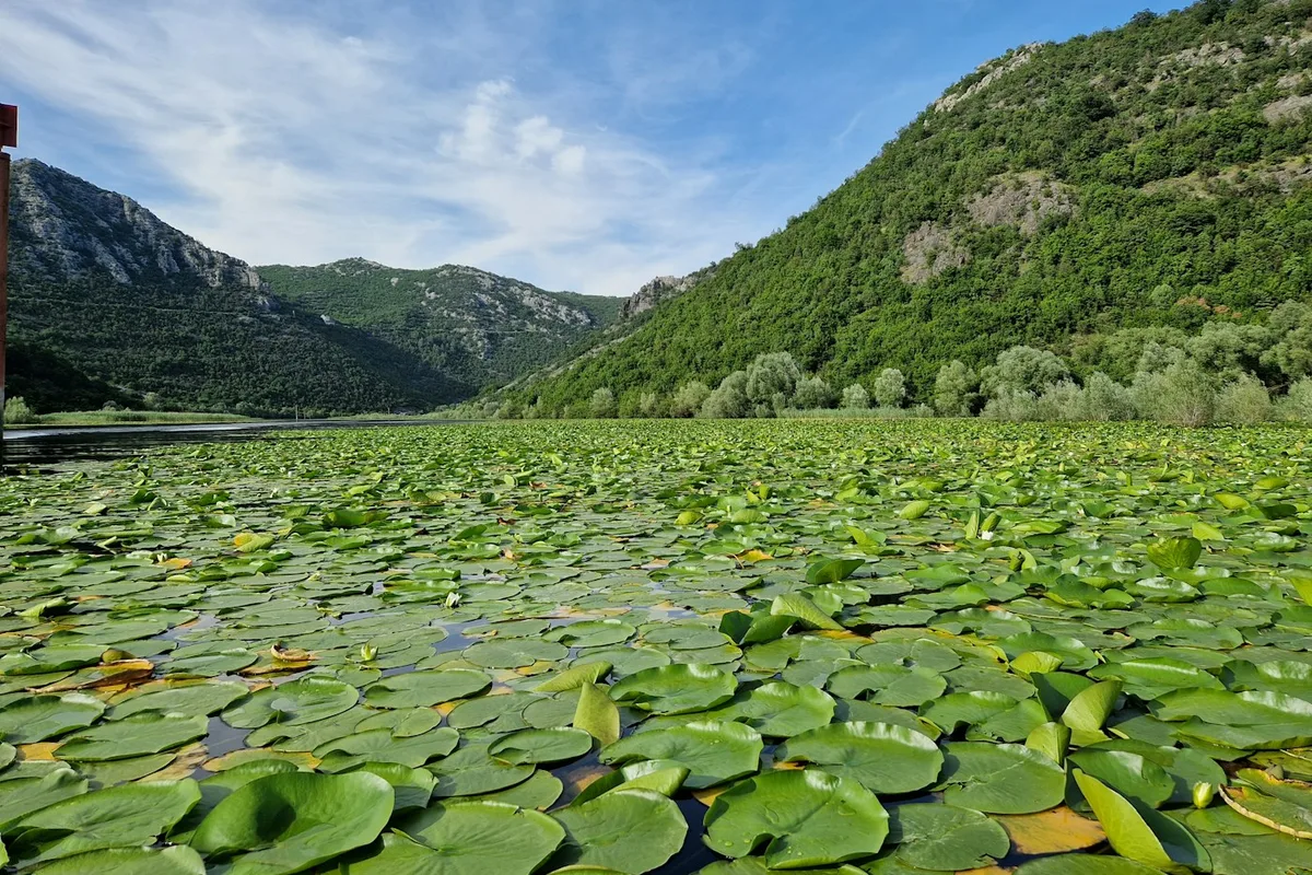 Water lilies covering part of Lake Skadar in Montenegro