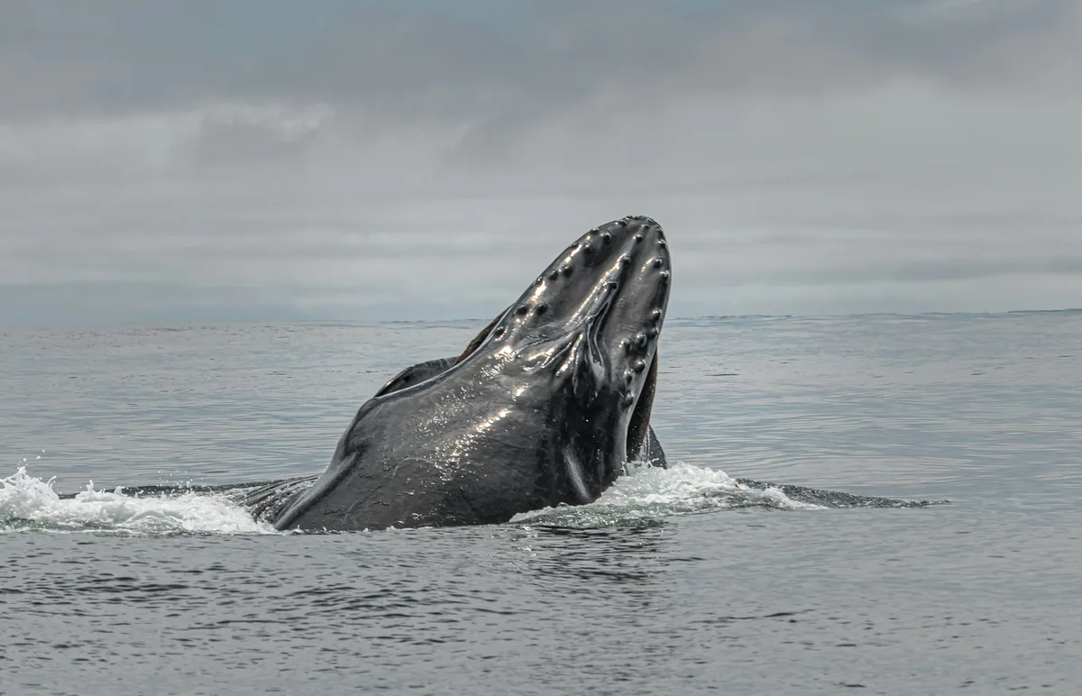 A humpback whale lunge-feeding in Monterey Bay, California