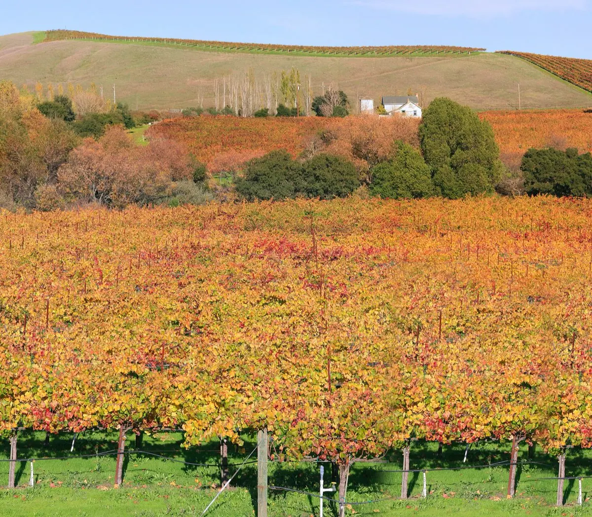 Rows of grapevines in a Napa Valley vineyard