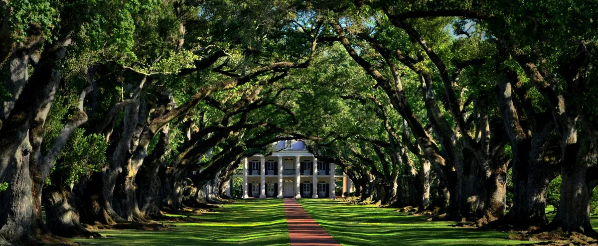 Oak Alley Plantation's quarter-mile canopy of live oak trees leading to the mansion, Vacherie, Louisiana