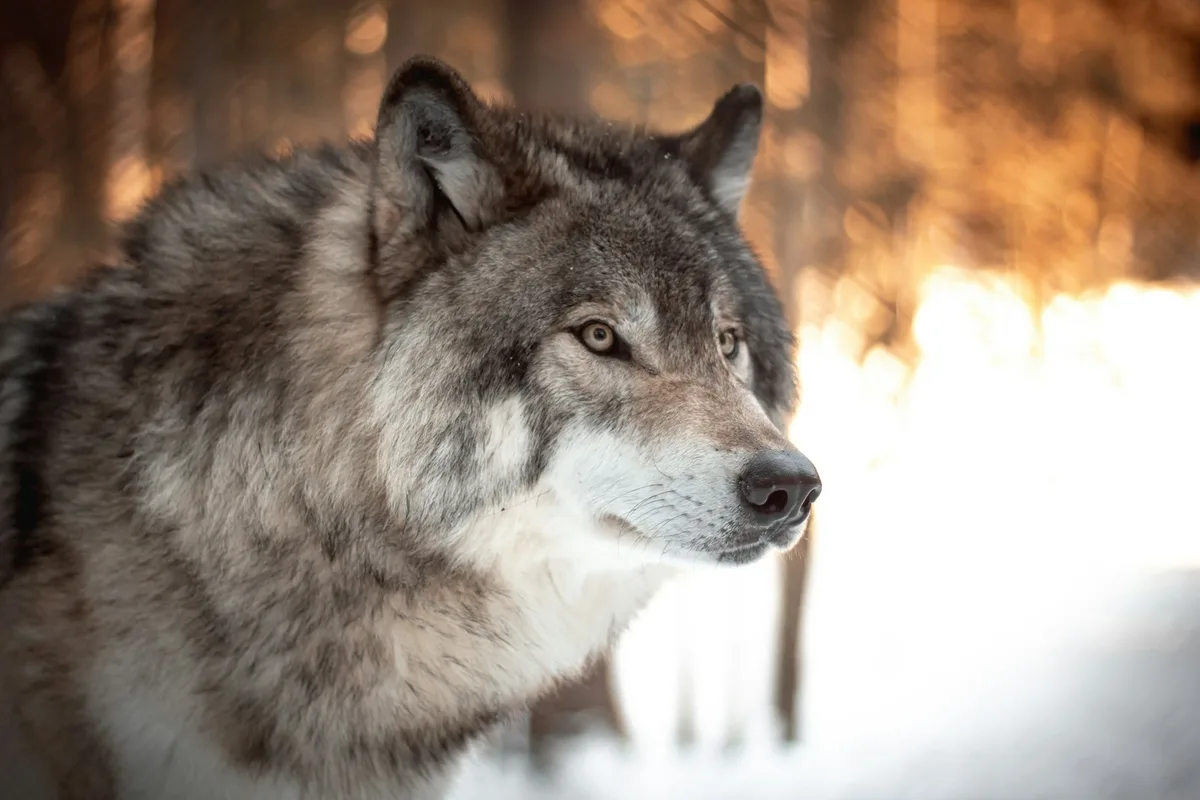 A wolf in a forest clearing