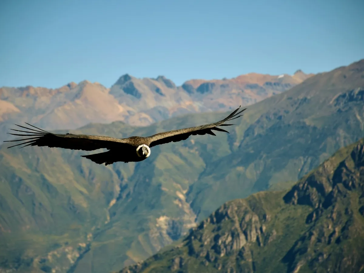 A condor in flight over Colca Canyon near Chivay, Peru