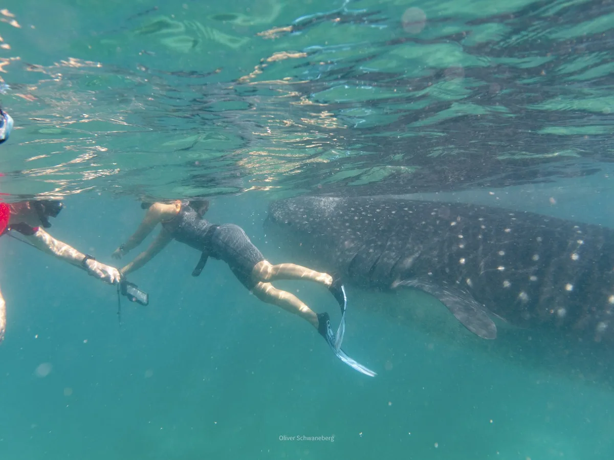 Swimmers alongside a whale shark in the clear water off Oslob, Philippines