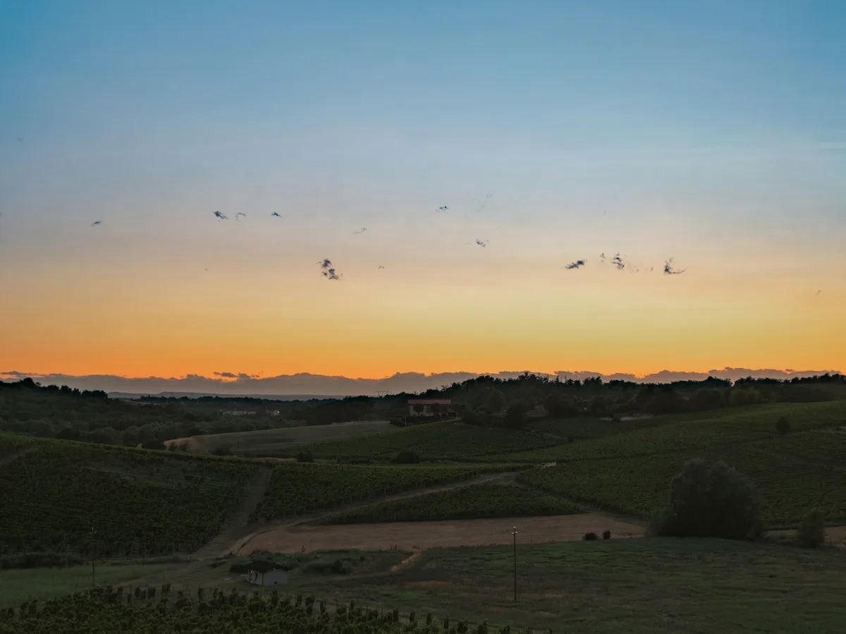 Vineyard-covered hills in Italy's Piedmont wine country at sunset
