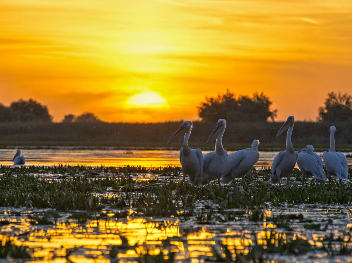 Pelicans on the waterways of the Danube Delta, Romania
