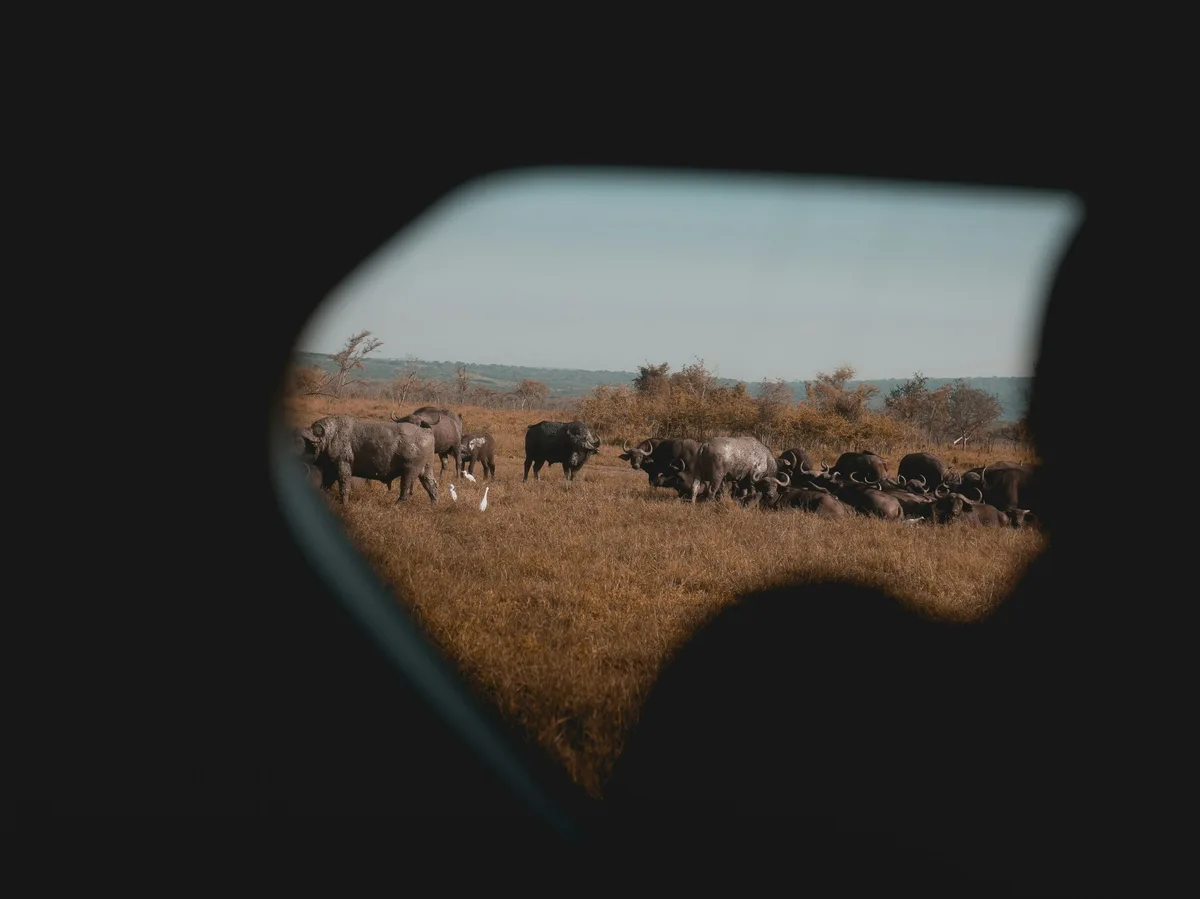 A buffalo herd grazing in Akagera National Park, Rwanda