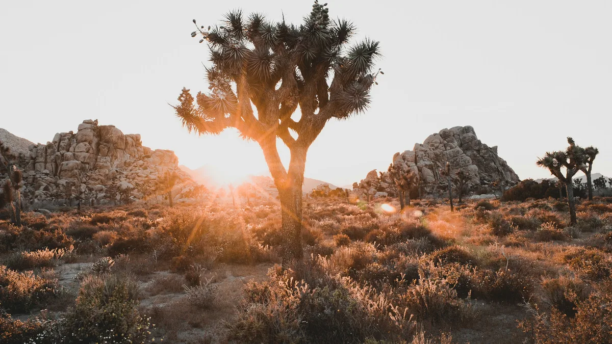 Joshua trees scattered across a desert landscape at golden hour
