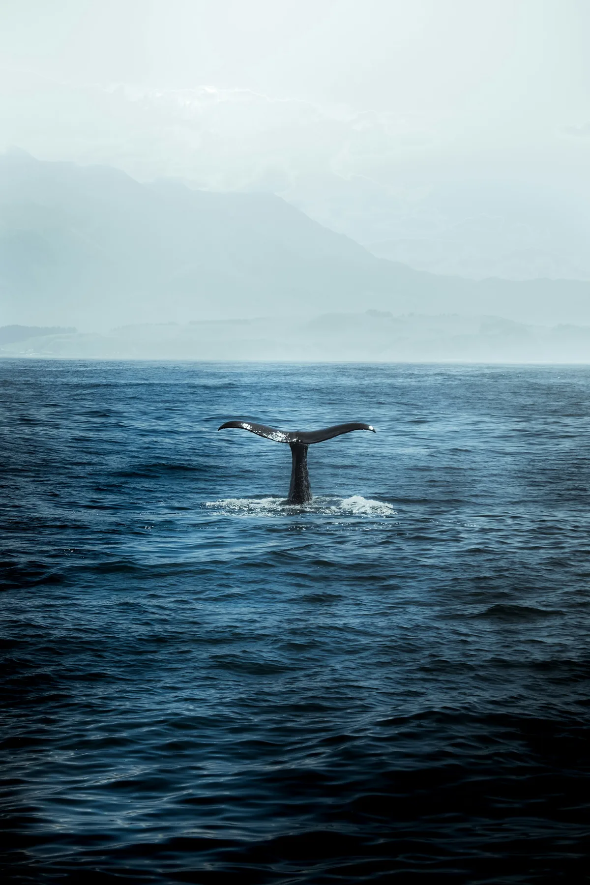 A whale's tail rising from deep blue ocean water