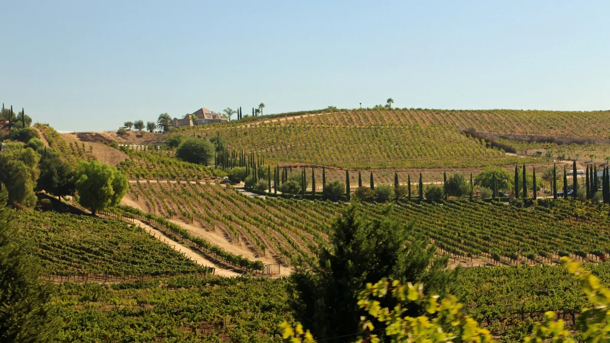 Rolling vineyard hills in Temecula wine country