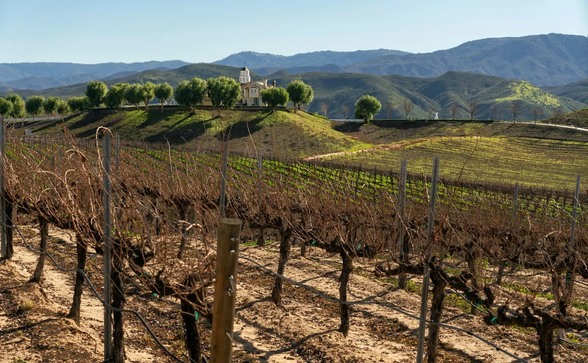 Rows of vines across a California vineyard's rolling hills