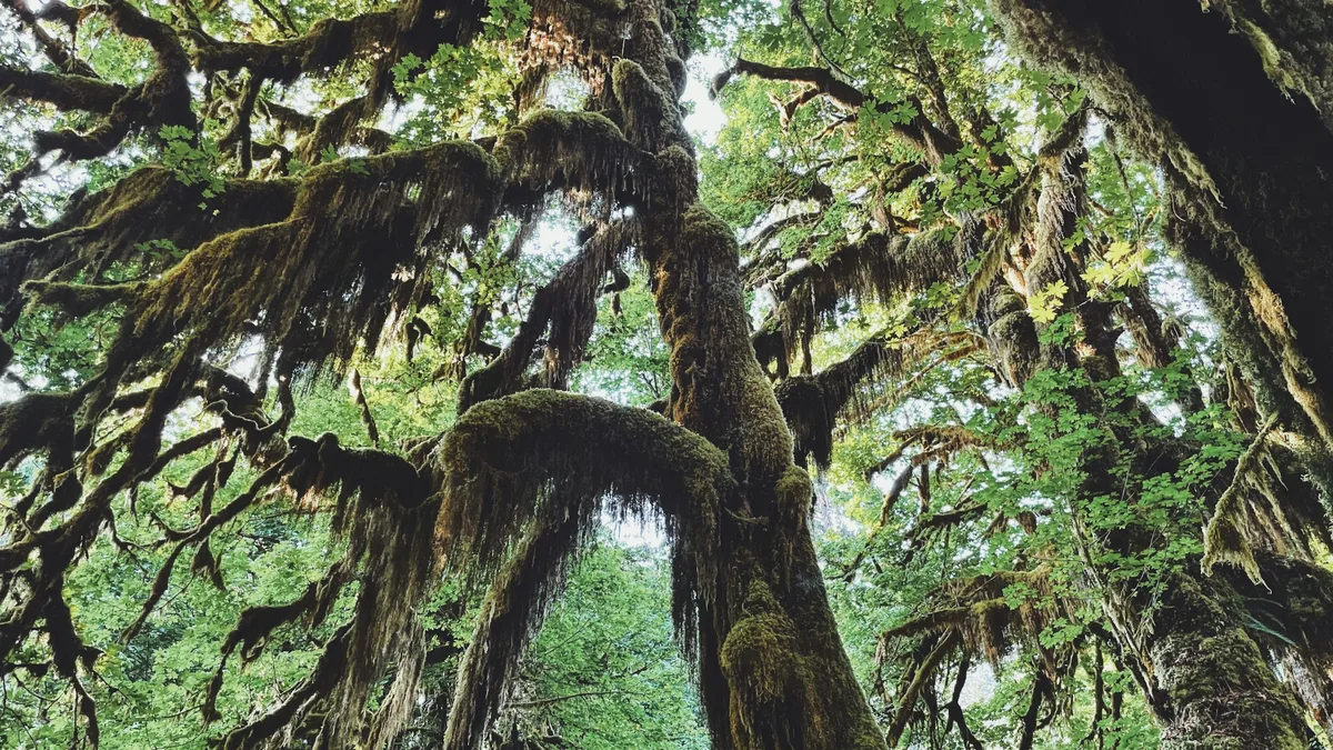 A moss-covered old-growth rainforest with towering trees
