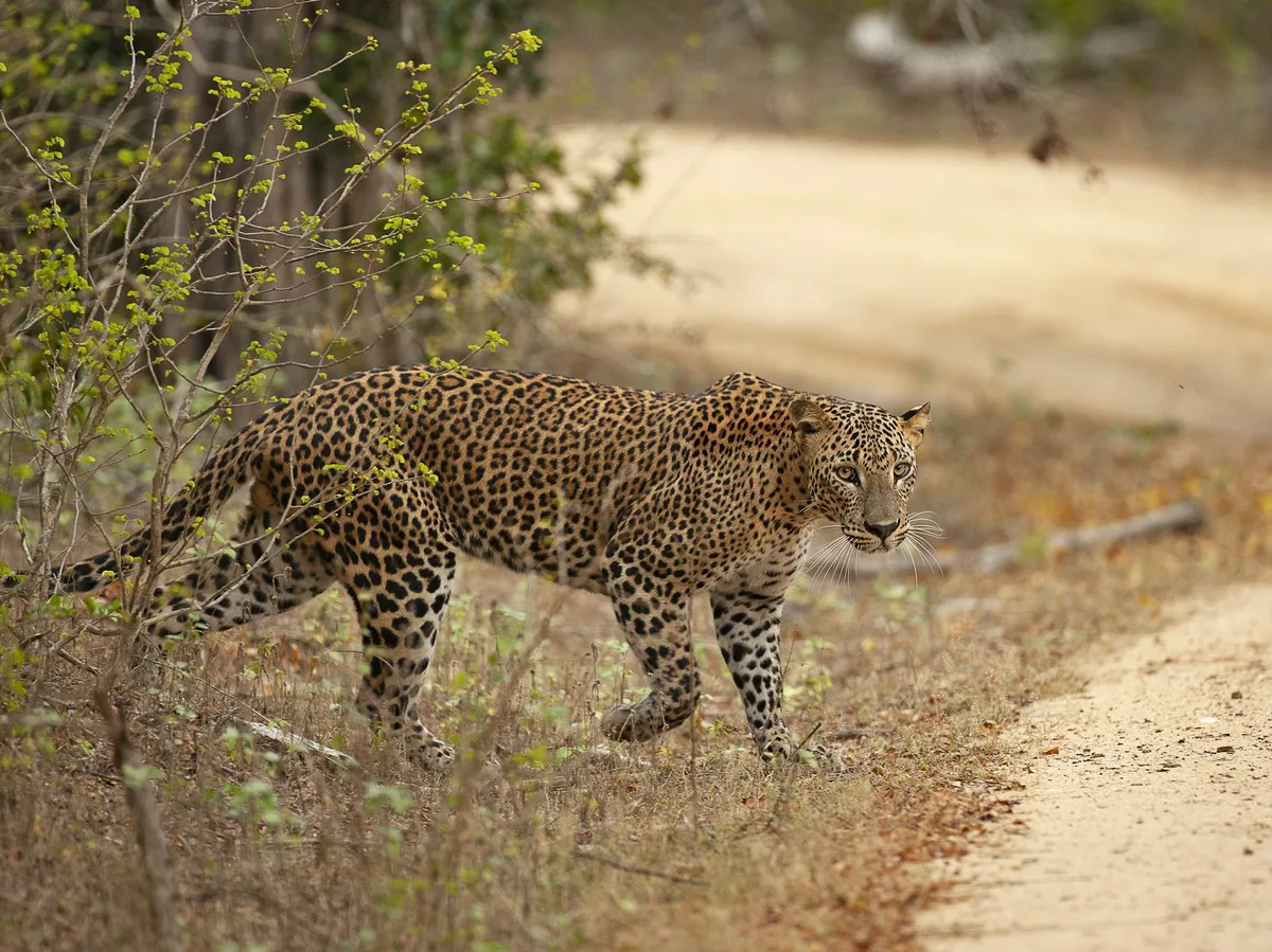 A leopard walking along a dirt track in a Sri Lankan national park