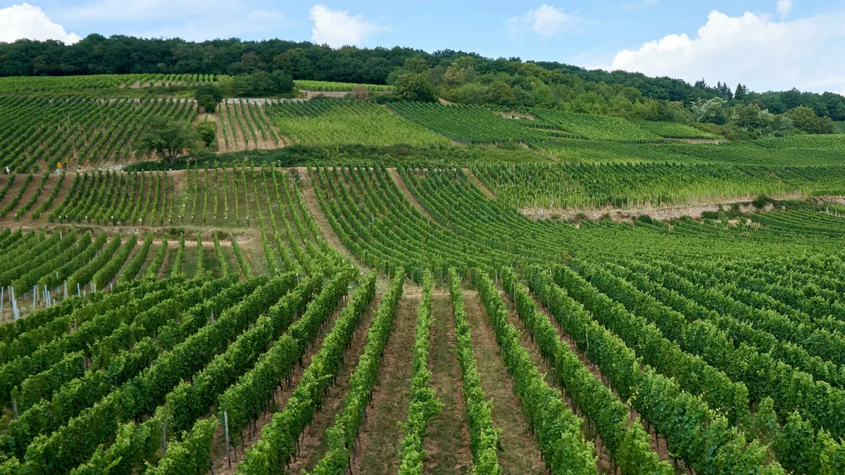 Rows of vineyards on a rolling hillside