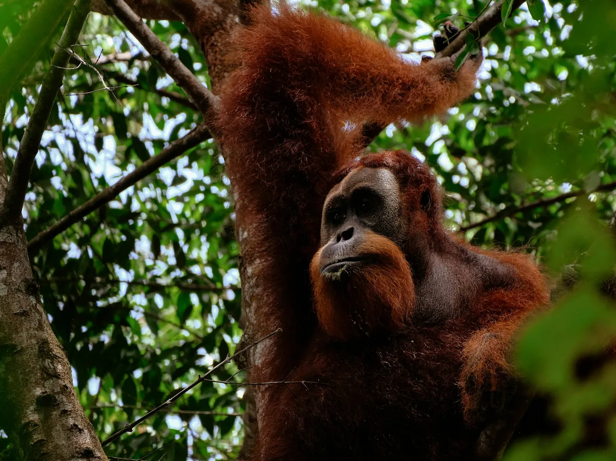 A wild Sumatran orangutan resting in the rainforest canopy near Bukit Lawang