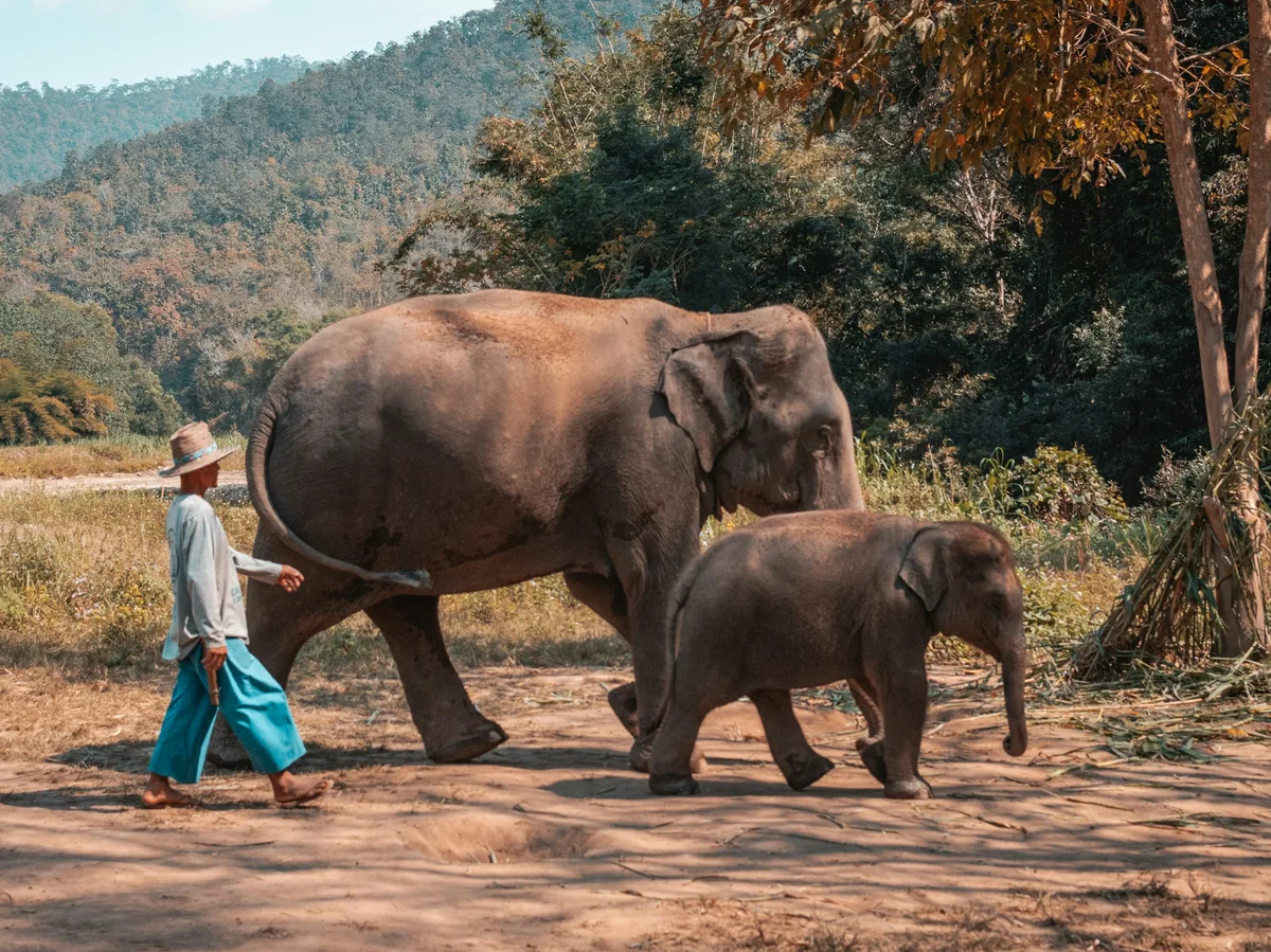 A woman standing beside a brown elephant at an ethical sanctuary in Chiang Mai, Thailand