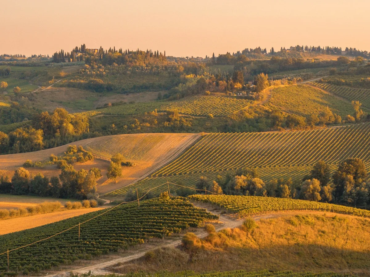 Rolling vineyard hills in Tuscany's Chianti wine country at golden hour