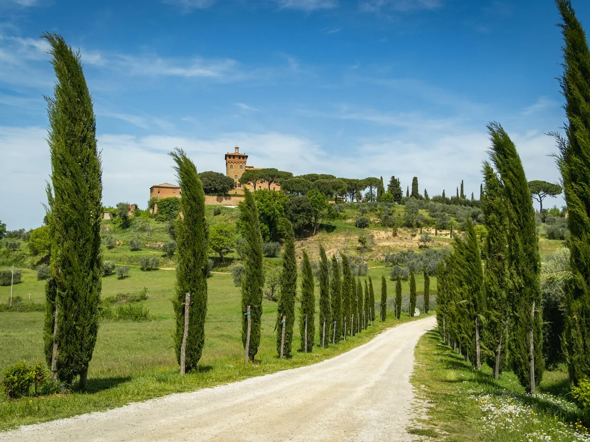 Cypress trees lining a country road through the Tuscan hills