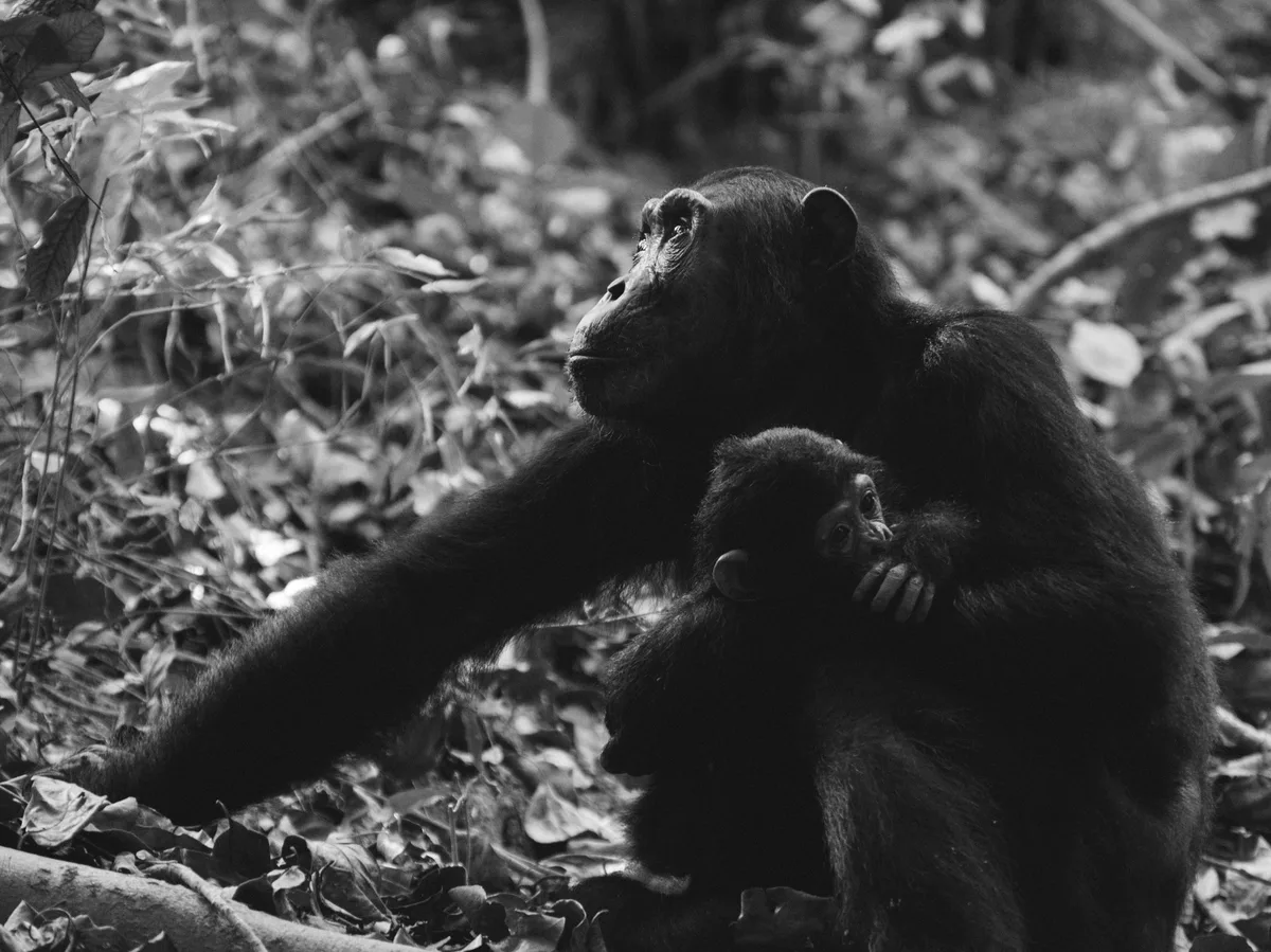 A wild chimpanzee mother and infant in Mahale Mountains National Park, Tanzania