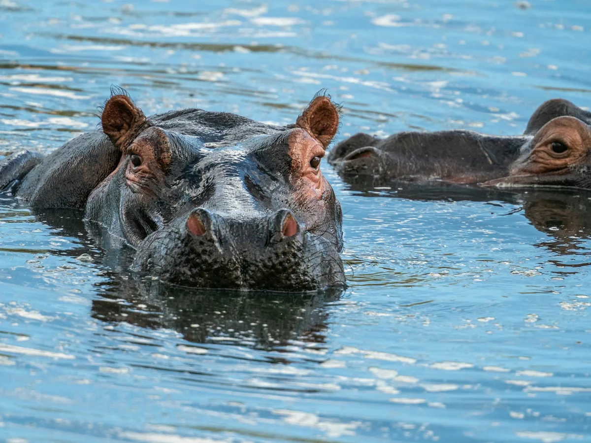 Hippos in the Great Ruaha River, Ruaha National Park, Tanzania