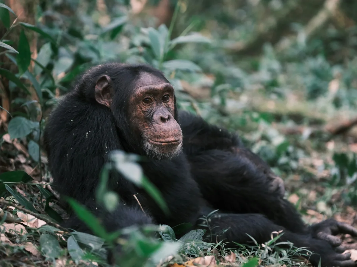 A chimpanzee resting in the rainforest of Kibale National Park, Uganda