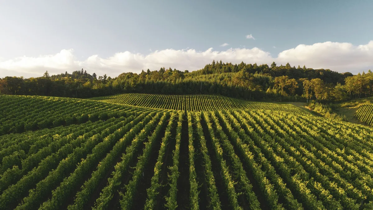 Rows of grapevines in a sunlit valley vineyard