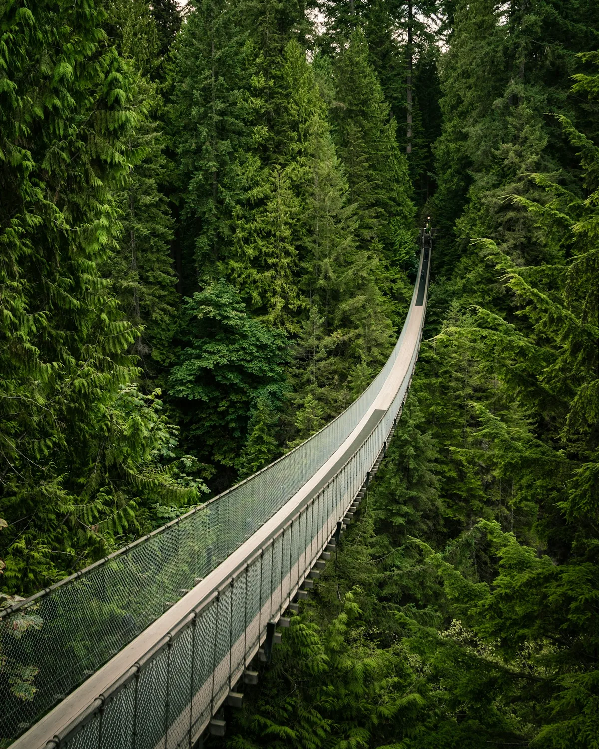 The Capilano Suspension Bridge over the canyon rainforest near Vancouver