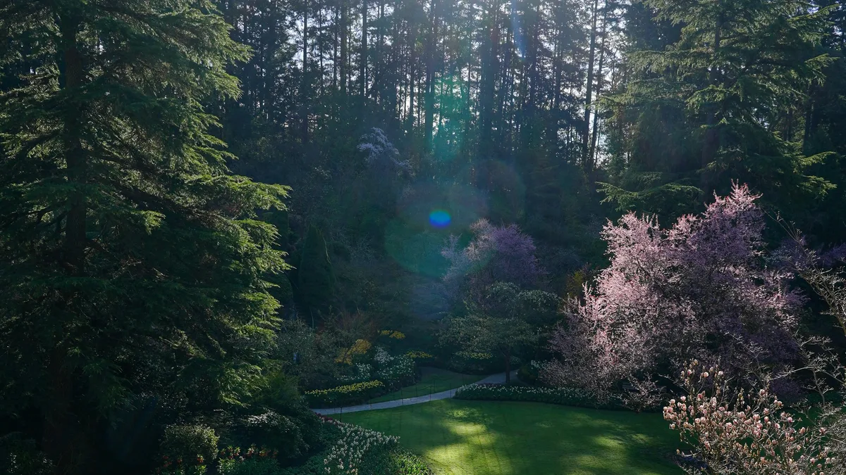 A garden path winding through Butchart Gardens, framed by evergreens and blossoming cherry trees