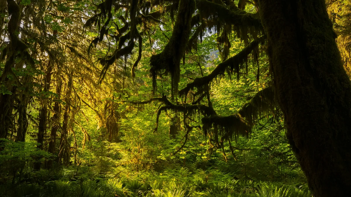 Sunlight filtering through towering old-growth trees in a forest