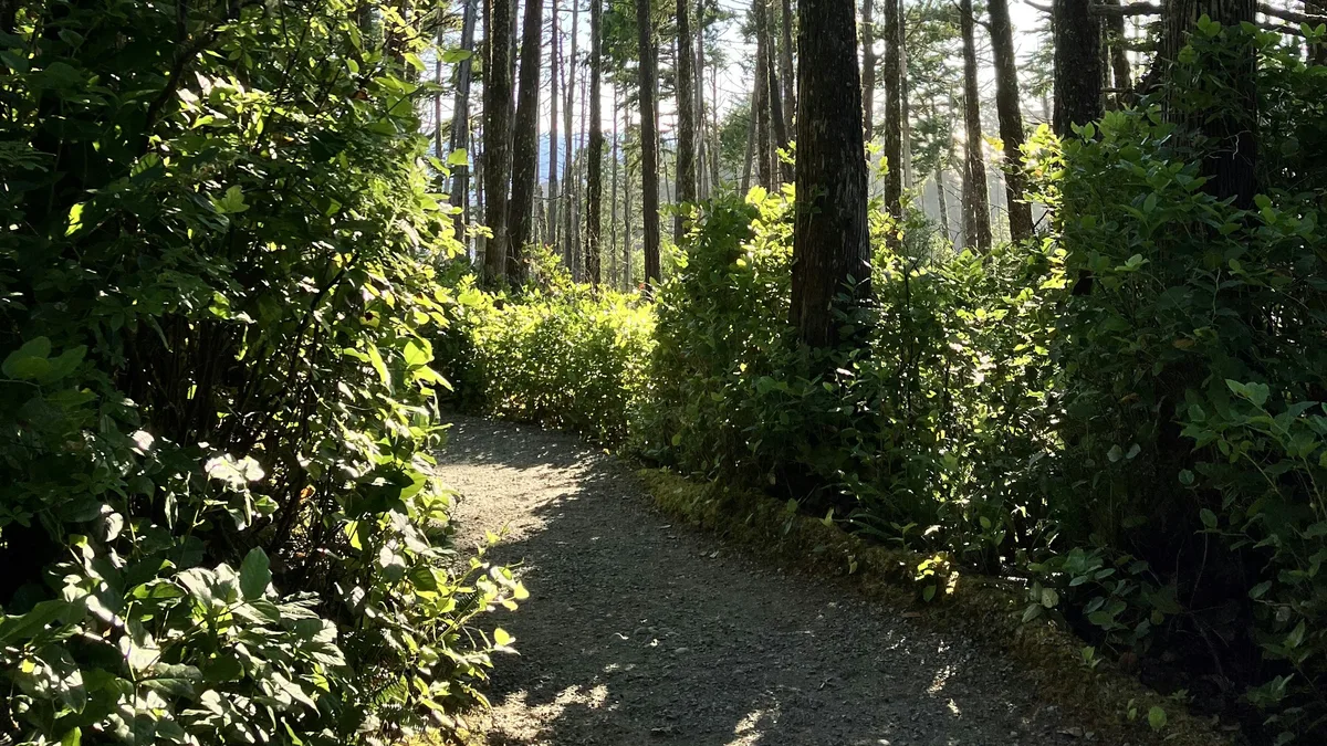 A forest hiking trail winding through tall evergreen trees
