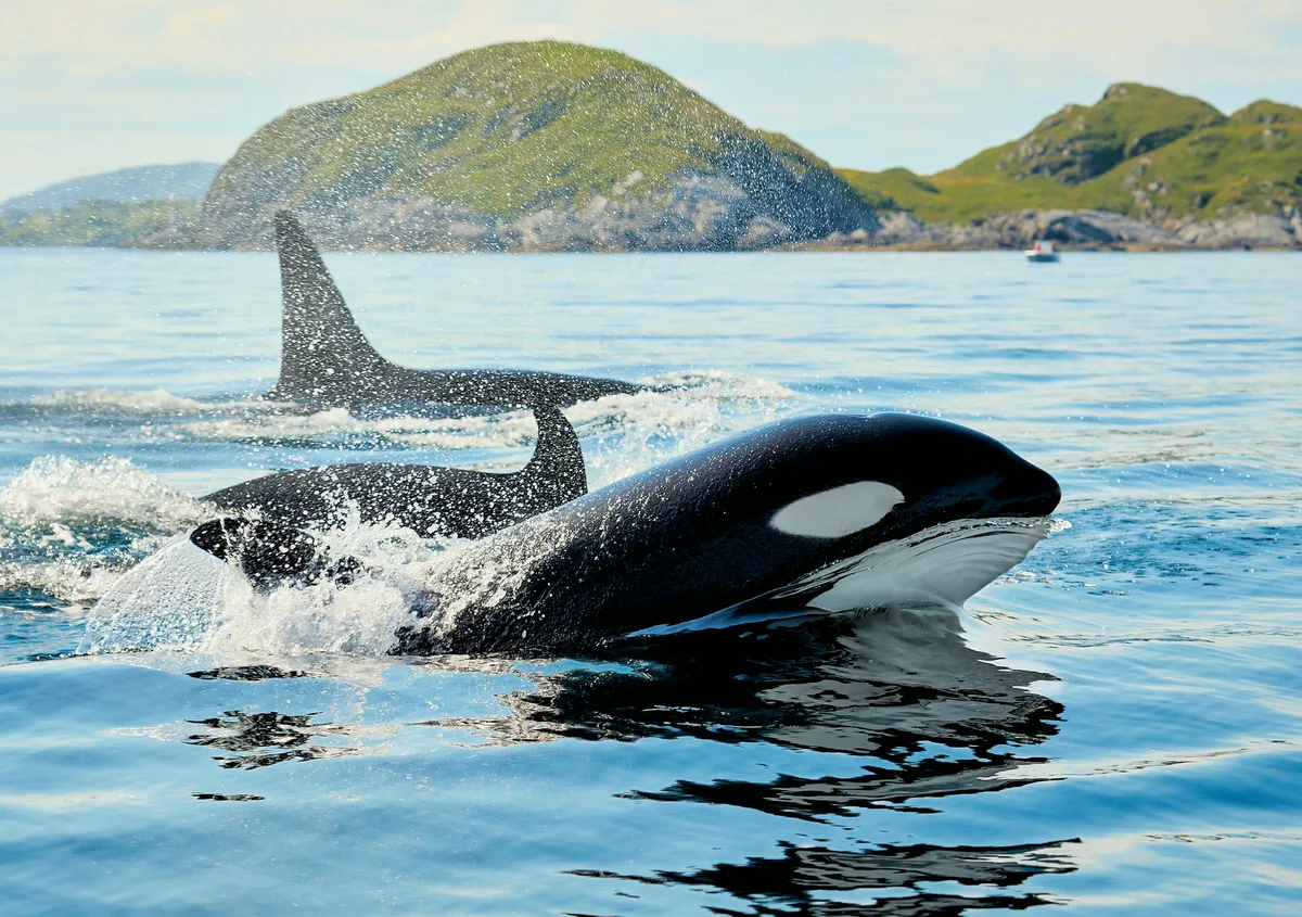 An orca whale surfacing in open water, representative of the species seen on Salish Sea whale-watching trips
